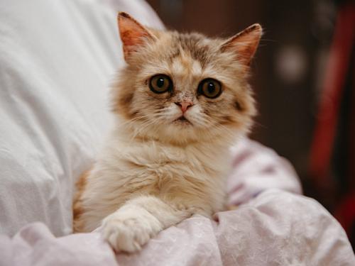 A Second Chance for Gremlin