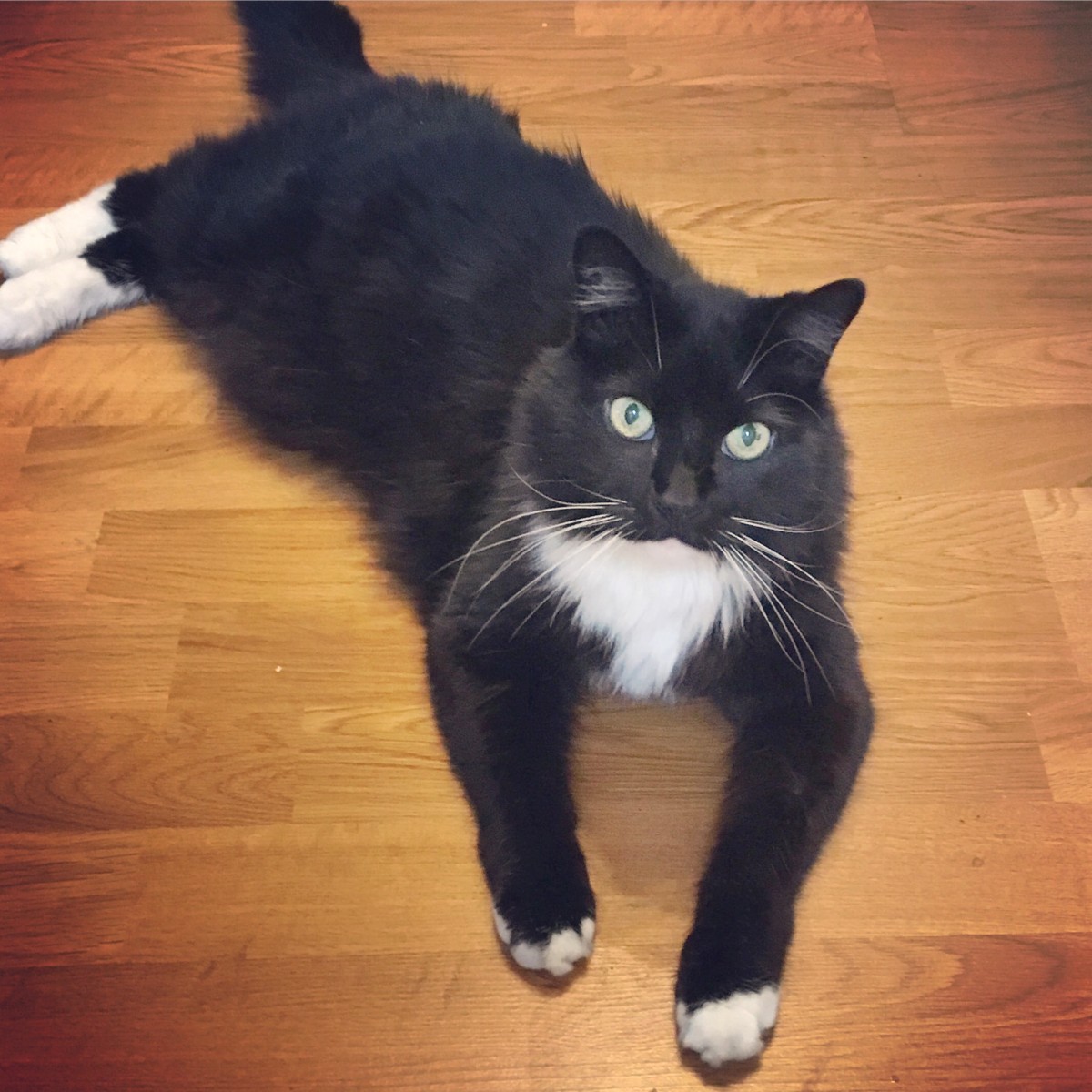 Tuxedo Cat, Shaggy, Finds New Home After Owner’s Passing