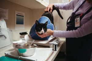 Animal care technician volunteer with cat 