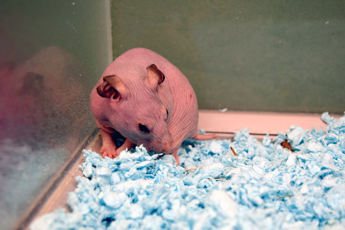 Silky the Hairless Hamster Gets a Tiny Sweater Oregon Humane Society