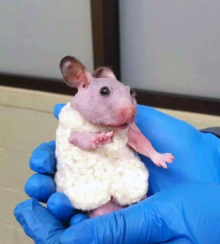 Silky the Hairless Hamster Gets a Tiny Sweater