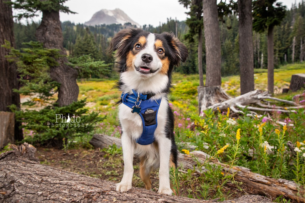 Tanya’s Training Tips: Ramp Up Your Dog’s Routine