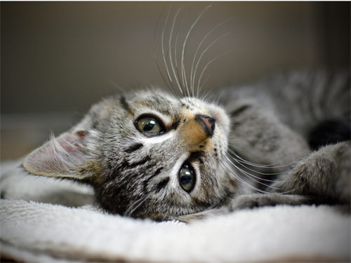 Acadia’s Story: A Tiny Kitten with a Huge Will to Live