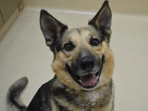 What is Cerebellar Hypoplasia?