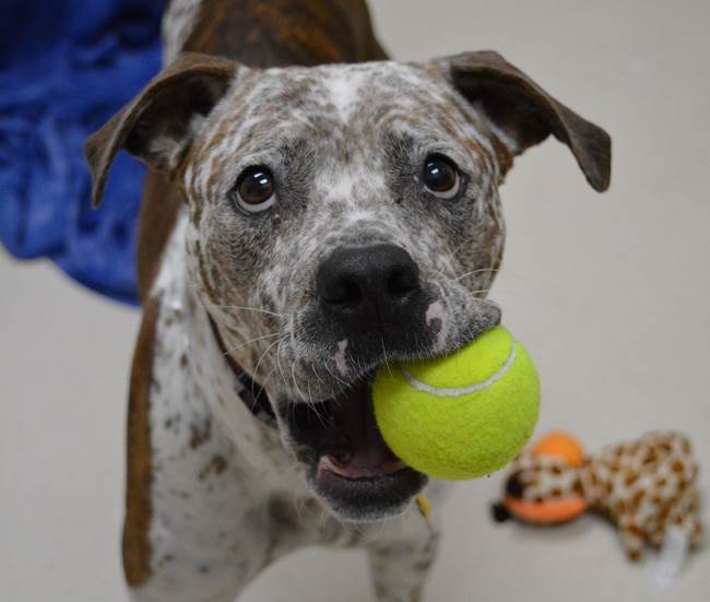 New Year’s Resolutions for Pets and People