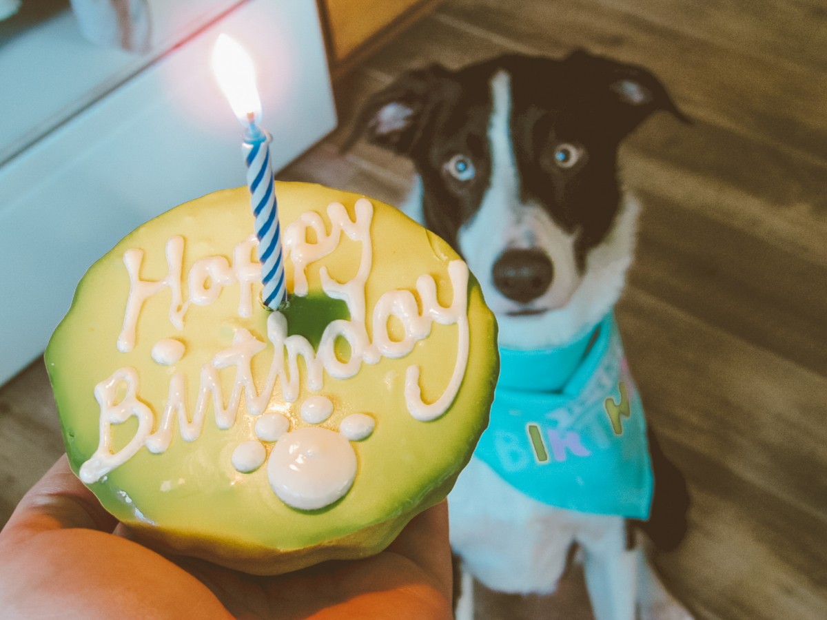 A Four-Legged Family Reunion