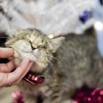 ilene the blind kitten