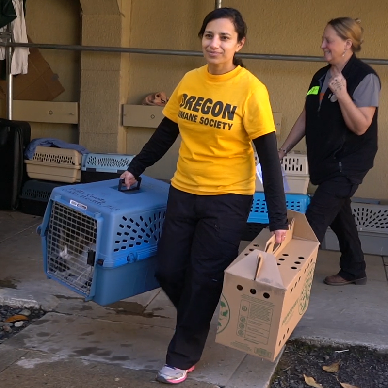 OHS Team Helps Pets Displaced by Camp Fire