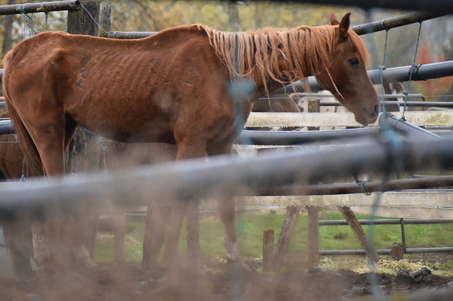 Oregon Humane Society Assists Lane County with Horse Neglect Case