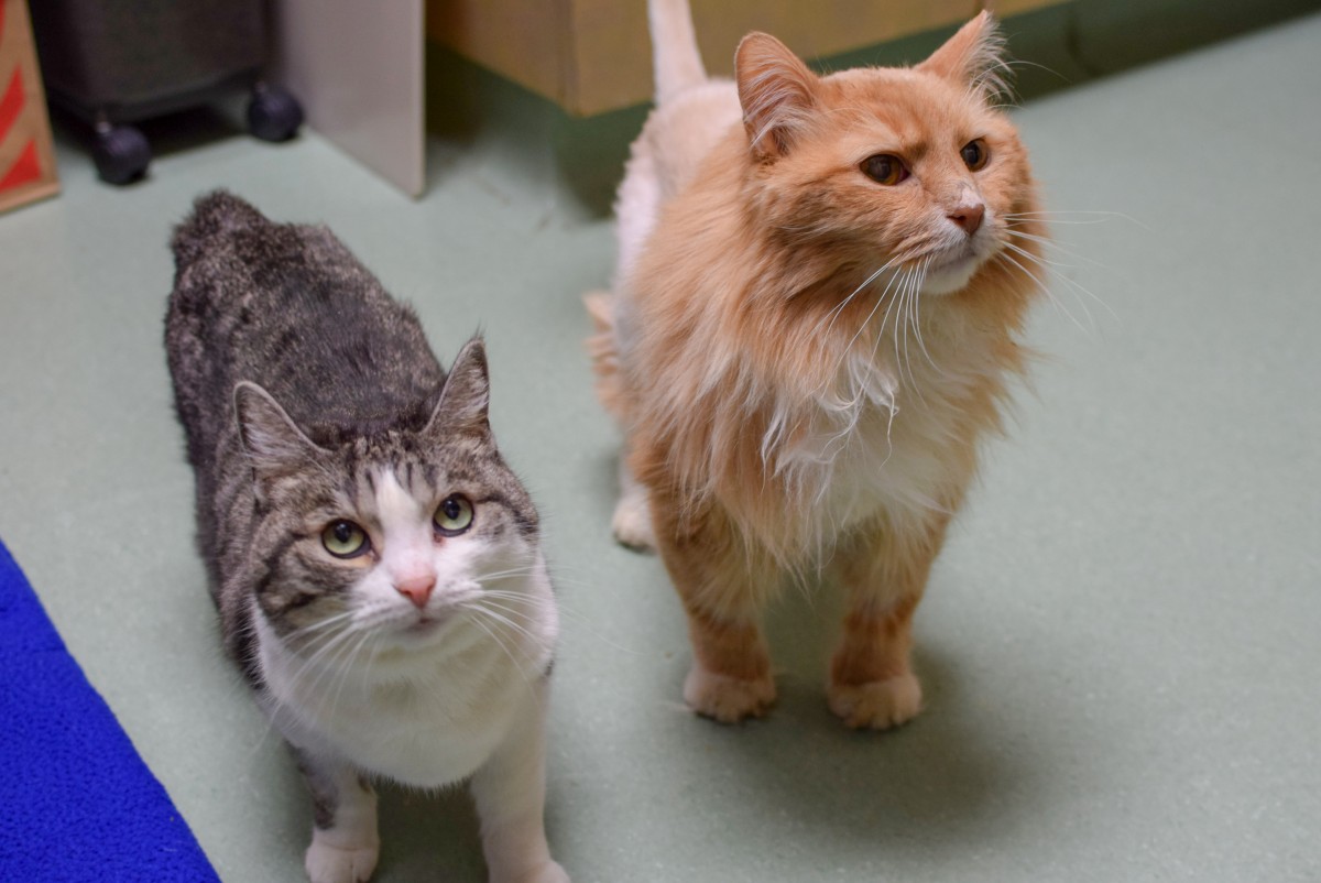 Meet Tinkerbell and Sweetie– a special pair of cats in search of the purrfect home.
