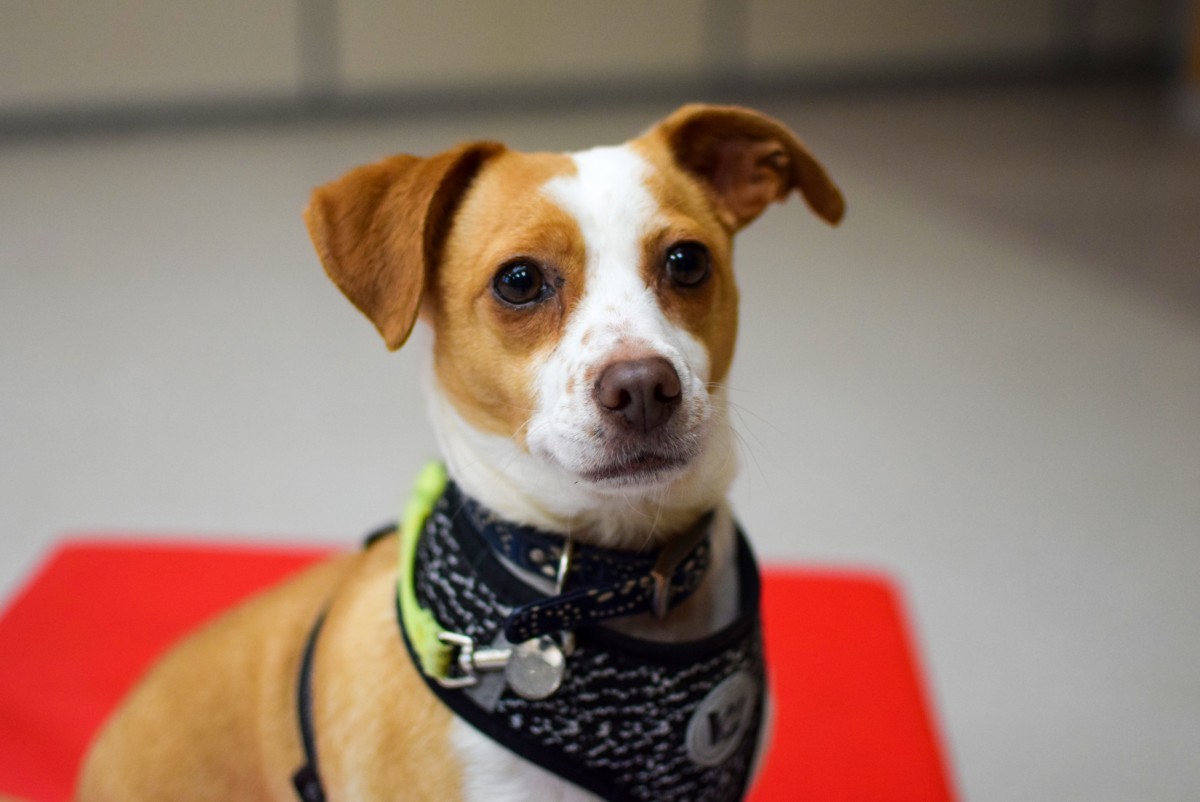 A Fearful Dog Gets the Gift of Courage From OHS Trainers