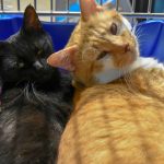 Mimi and Garfield