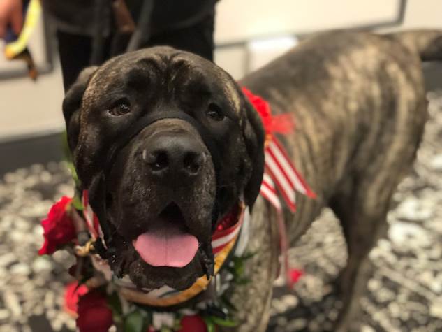 OHS and Portland Rose Festival announce Canine Court and Grand Marshal