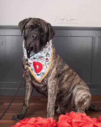 Applications Open for 2019 Rose Festival Canine Court