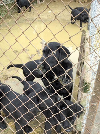 Dogs Rescued from Suspected Drug House