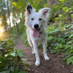 fiona the dog on hiking path summer appeal