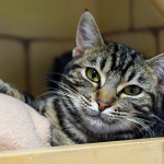 Frank Petsmart Charities cat grant