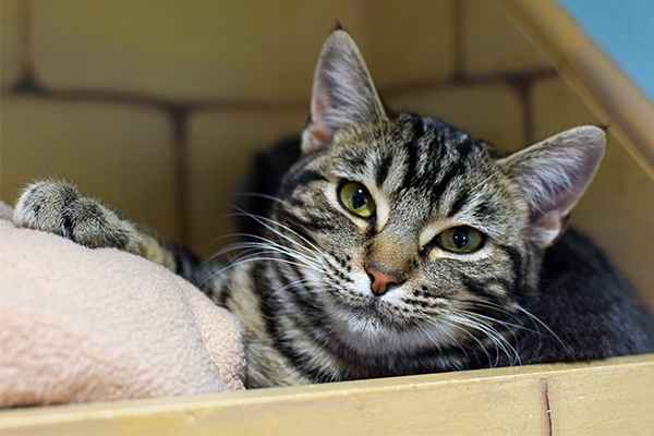 Does Petsmart Kill Cats Cat Meme Stock Pictures And Photos