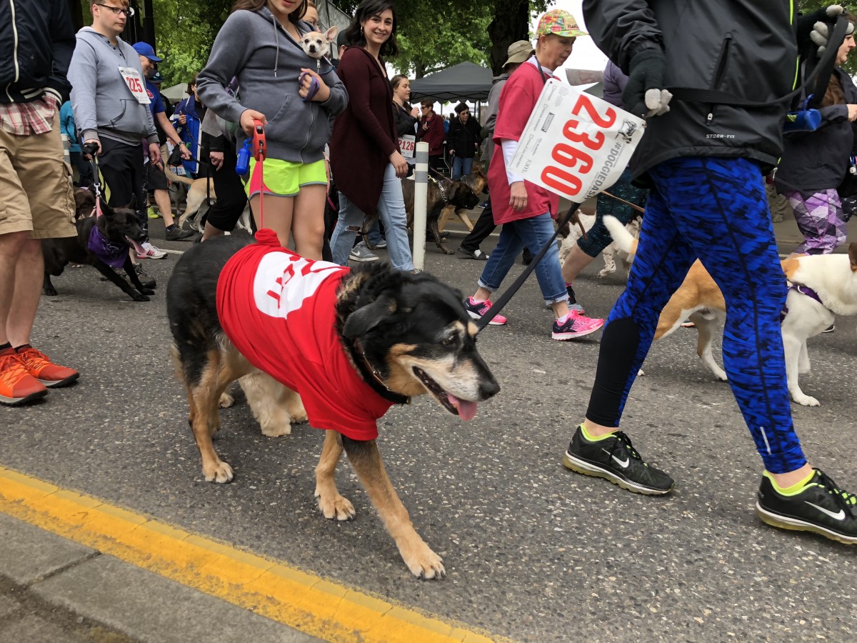 A Doggie Dash for the History Books