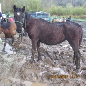 Horses seized from a rural property in Clatskanie.