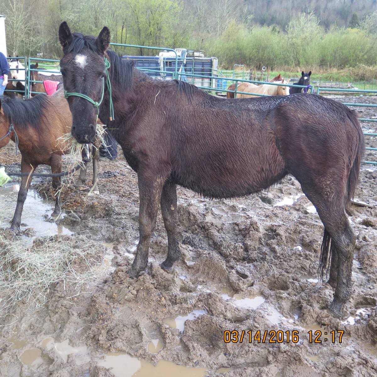 Neglected Horses Seized in Clatskanie