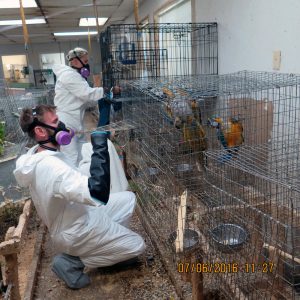 OHS investigators with some of the rescued birds.