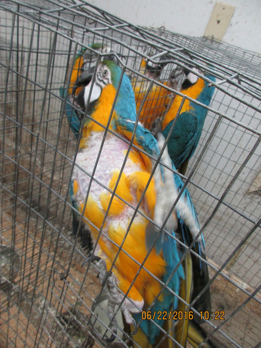 Adoptions Planned for Rescued Birds