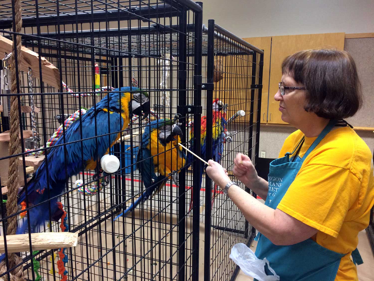 Caring for a Flock of Feathered Friends