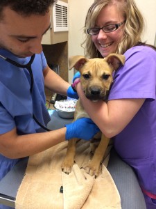 A Second Chance pup gets an exam from the medical team.