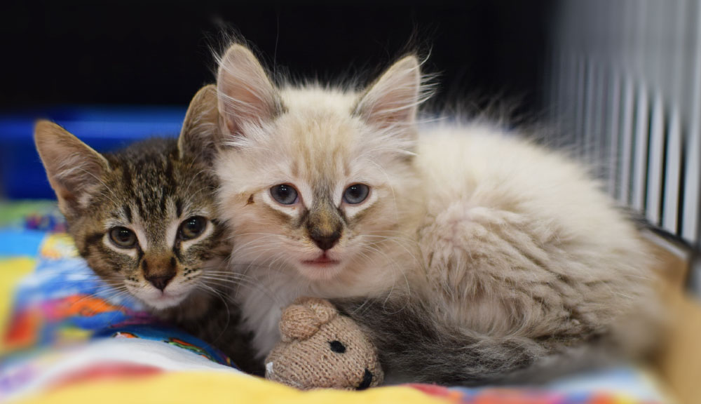 Kitten Adoption Information - Oregon Humane Society