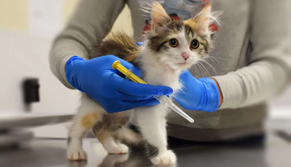 Stray cat recovering from paw surgery will soon be ready for adoption