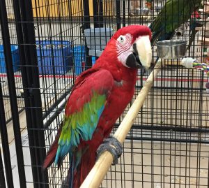 One of the rescued macaws at OHS.