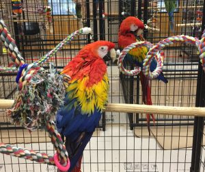 Birds with toys and perches.