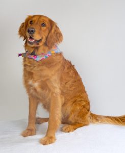 Maddie - ready to help teach students about dog safety.