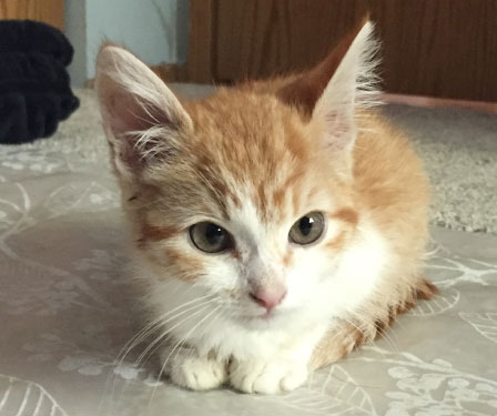 5 Ways You Can Help Kittens This Season