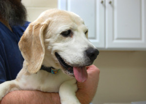 Max comes to OHS from the Clackamas shelter to help in evacuation efforts.