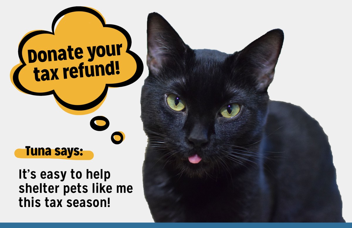 advice-from-tuna-the-tax-cat-donate-your-tax-refund-oregon-humane
