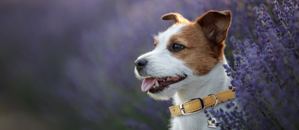 Dog in lavender field