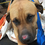 OHS Rescued Dog after Fall
