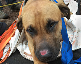 OHS Rescues Injured Dog in Santiam Forest