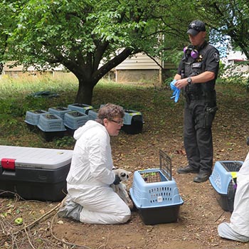 Neglected Cats Seized from Lake Oswego Resident
