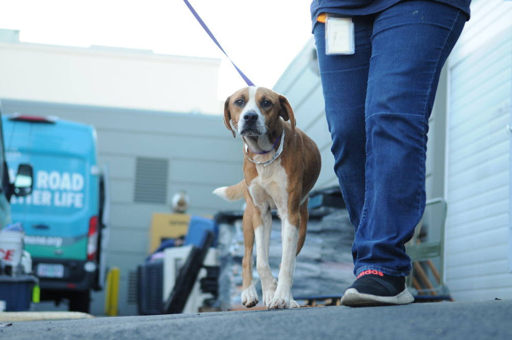 OHS Participates in Largest Pet Rescue Flight in History