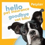 Petplan Insurance Image