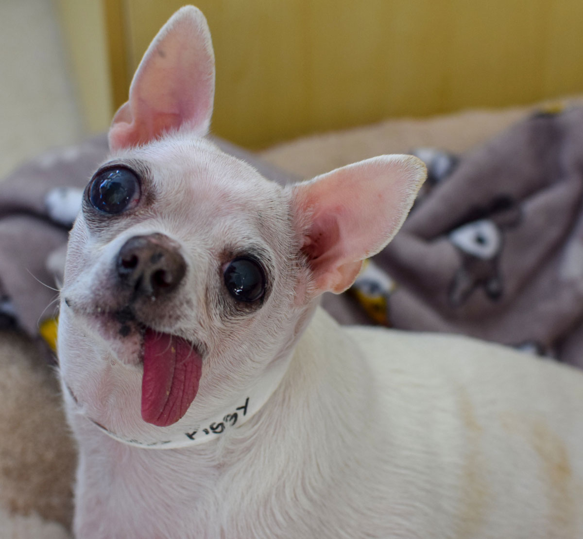 Fairy Tail Ending for a Princess Chihuahua