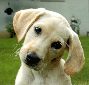 Puppy Romps!