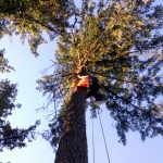 View of John and the hawk in its blanket, high up the tree.