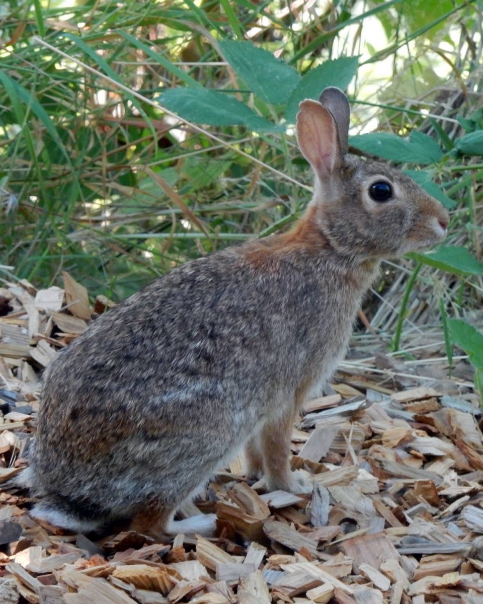 Wild Rabit Oregon Walking the Dogs at OHS