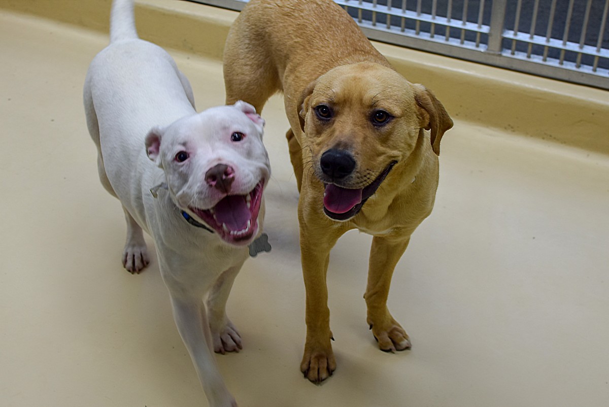 A Deaf Dog Finds His Helper