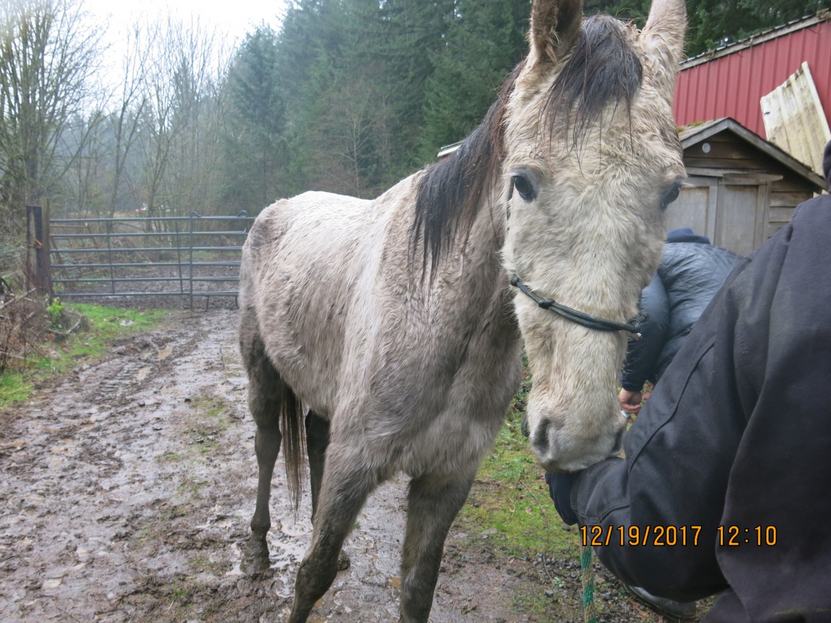 *UPDATE* Neglected Horses Seized in Molalla