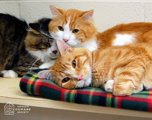 Three of the 41 rescued cats at OHS. Photos of each  cat available for adoption will be presented on our website here starting Thursday, July 24. Details below.